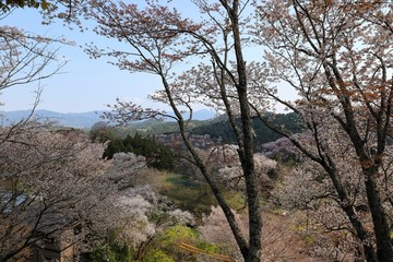 吉野山の桜