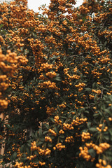 Floral autumn background or texture.Bush with autumn berry, green leaves.