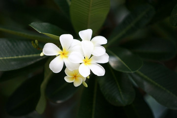 Plumeria flowers on the tree , close up