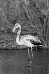 Juvenile Greater Flamingo at Tubli bay in the morning, Bahrain