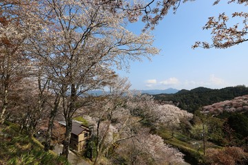 吉野山の桜