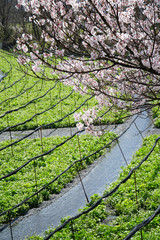 Fototapeta premium 春のわさび農場