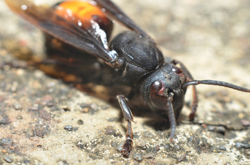 black-winged wasp dark brown round eyes brown round head with two antennas perched on green leaves