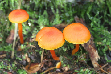 Hygrocybe reidii, known as the Honey Waxcap, wild  mushrooms from Finland