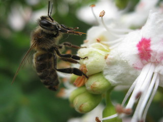bee on a flower