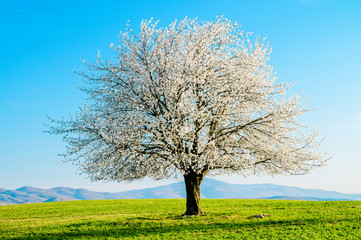 Blooming tree on a green meadow. Isolated tree in nature or landscape on horizon with clear blue sky without clouds. Cherry tree with white flowers without leaves. Illuminated by the setting sun.