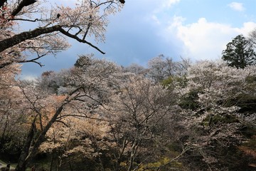 吉野山の桜