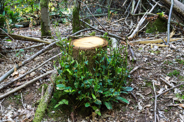 new live from tree log