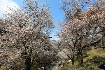 吉野山の桜