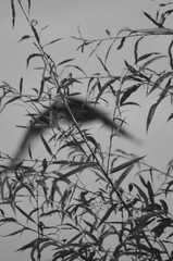 A moving image of an eagle flying, seen through the leaf-covered branches of a tree. The image is in black and white. With the focus on the foreground, the eagle is seen as a blur.