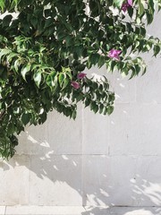 Minimal greenery concept. Beautiful exotic green plant against white wall. Sunny day. Summer background.