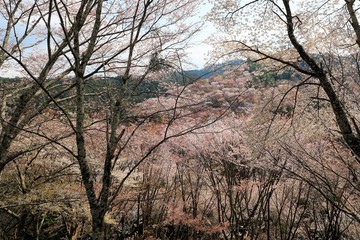 吉野山の桜