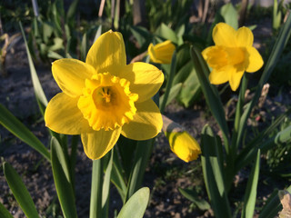 Daffodil flowers in the garden.

