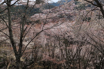 吉野山の桜