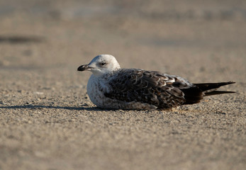 Juvenile Lesser Black-backed Gull resting at Busiateen coast, Bahrain