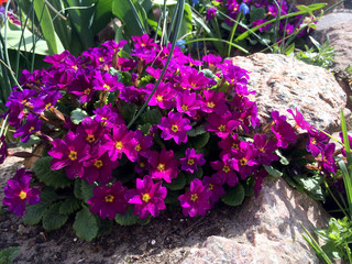 Purple primrose flowers in the garden.