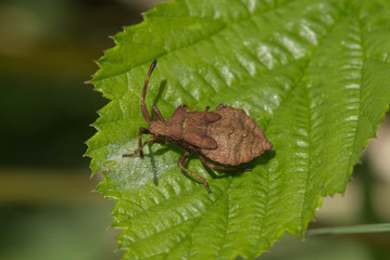 A young Shieldbug species on a leaf