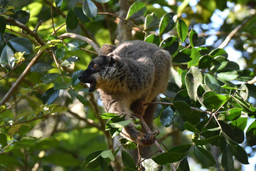 Common brown lemur in Andasibe National Park, Madagascar