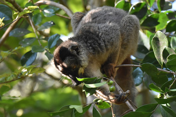 Common brown lemur in Andasibe National Park, Madagascar