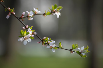 A sprig of beautifully blooming fruit tree in early spring.