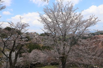 吉野山の桜