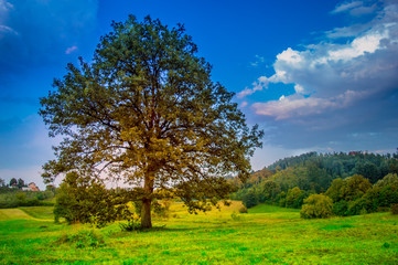 Fototapeta na wymiar Century old oak tree. Beautiful summer meadow in mountain village, Serbia, Europe.
