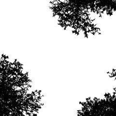 Vector silhouette of trees on white background. Symbol of forest.