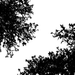 Vector silhouette of trees on white background. Symbol of forest.