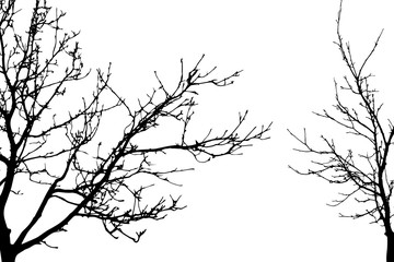 Vector silhouette of trees on white background. Symbol of forest.