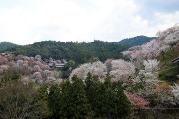 吉野山の桜