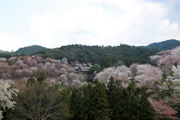 Fototapeta na wymiar 吉野山の桜