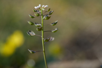Wild blooming plant Teesdalia nudicaulis on the xerotherm meadow. Known as Shepherd's Cress. Small white flower growing on sand soil.