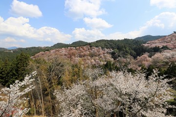 吉野山の桜