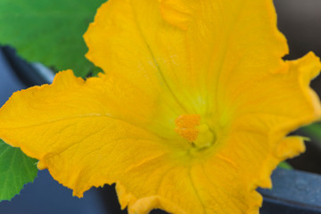 Yellow zucchini flower close up