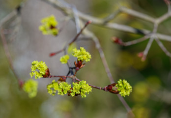 Blühender Spitz-Ahorn