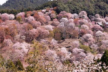 吉野山の桜