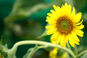 Obraz premium Sunflower in the farm , close up