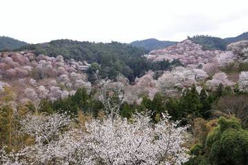 吉野山の桜