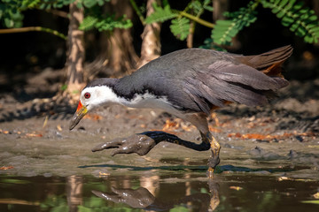 Image of white-breasted waterhen bird(Amaurornis phoenicurus) are looking for food in swamp on nature background. Bird. Animals.