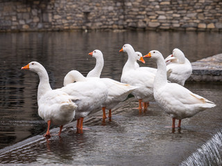 White geese in a pond on a weir in the city park of Nanclares de la Oca, Alava, Basque Country, Spain