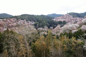Fototapeta na wymiar 吉野山の桜