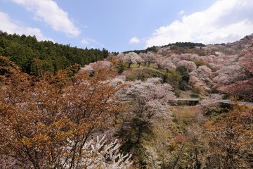 吉野山の桜