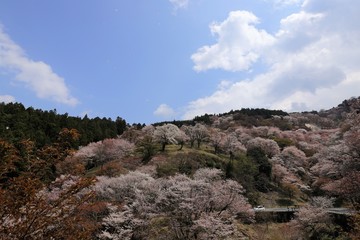 吉野山の桜