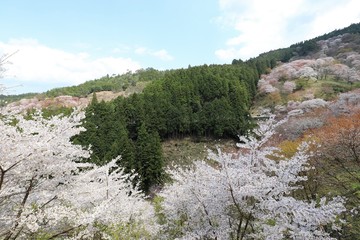 吉野山の桜