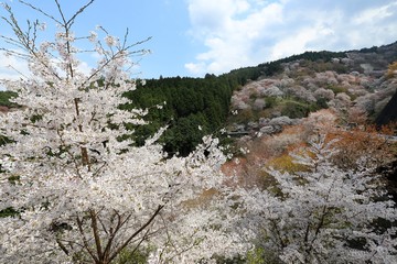 吉野山の桜