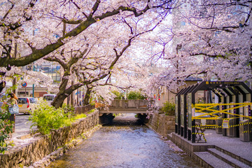 京都の春の風景 高瀬川と桜 日本