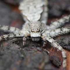 Philodromus margaritatus, known as lichen running-spider, a crab spider from Finland
