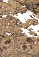 Camouflaged Mother and Cubs on the cliff near Kibber village, Spiti valley of Himachal Pradesh, India