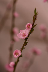Fototapeta premium peach blossom