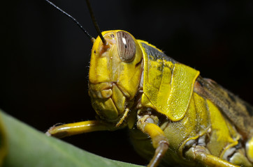 the yellow grasshopper with round oval gray eyes has an antenna on the head with a yellow-brown winged pattern